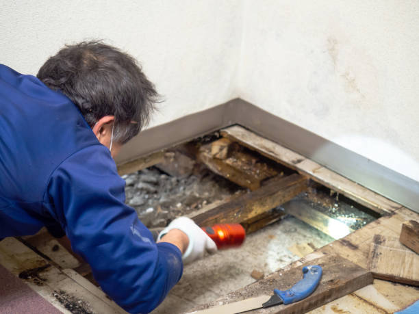 Attic Mold Removal in Golden Beach, MD