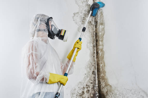 Best Attic Mold Removal  in Golden Beach, MD