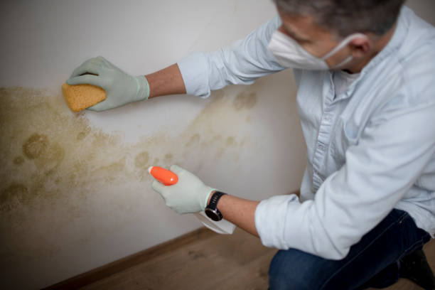 Best Commercial Mold Removal  in Golden Beach, MD