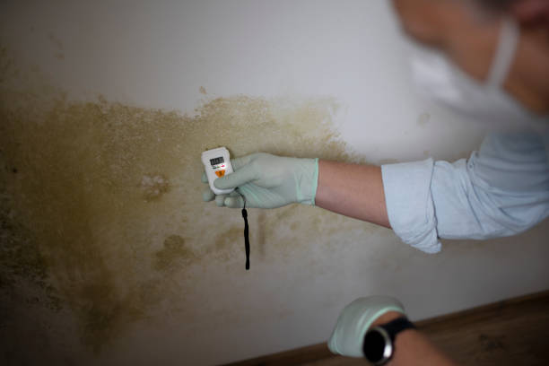 Home Mold Removal in Golden Beach, MD