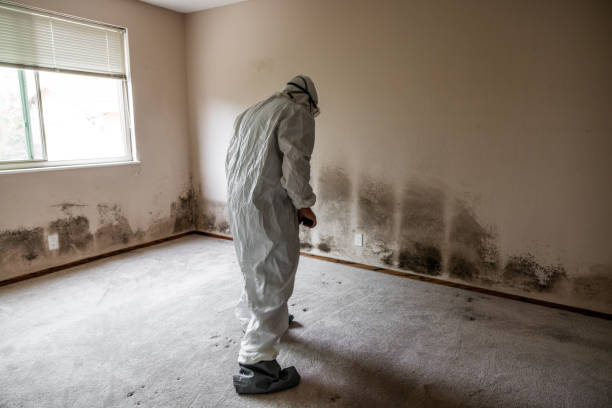 Professional Mold Removal in Golden Beach, MD